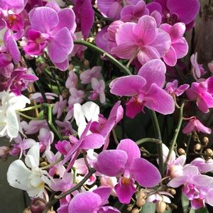 Meet your Posher, Eva